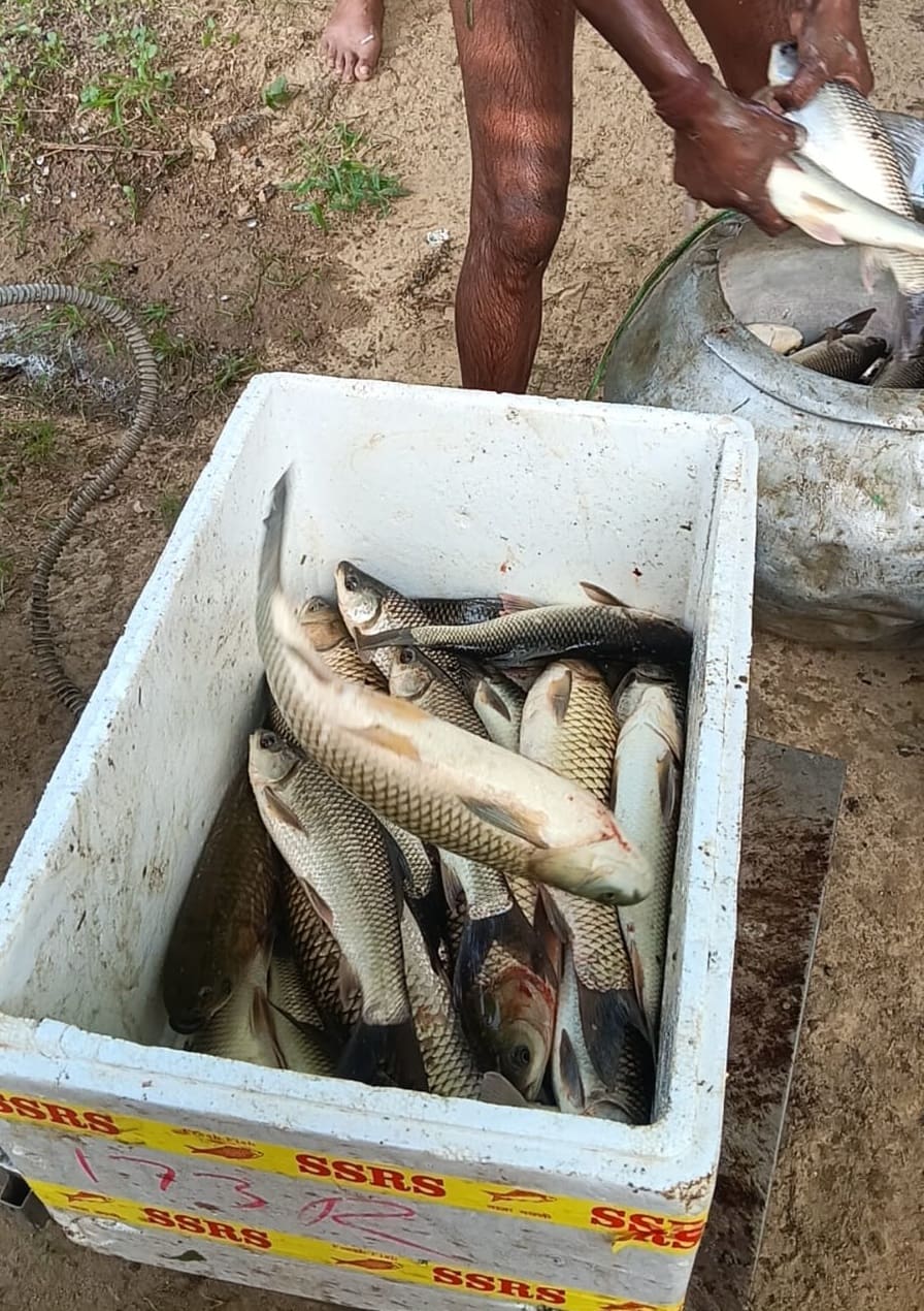 Freshly harvested fish being transferred from a metal vessel into a white styrofoam container sealed with yellow tape during aquaculture yield processing on an organic farm.