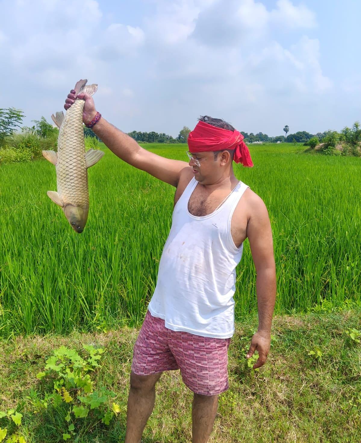 A farmer in a white tank top and red cloth headwrap holding up a large freshly caught fish by the tail in an open green agricultural field under a clear blue sky.